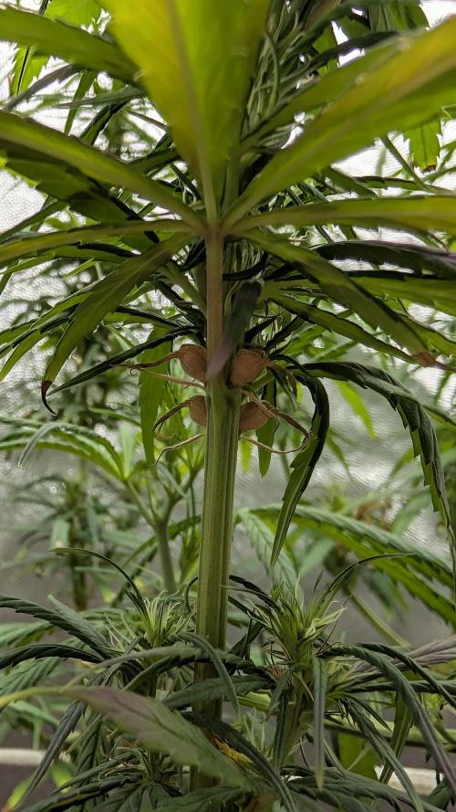 Mekhong (experimental grow). Week 11