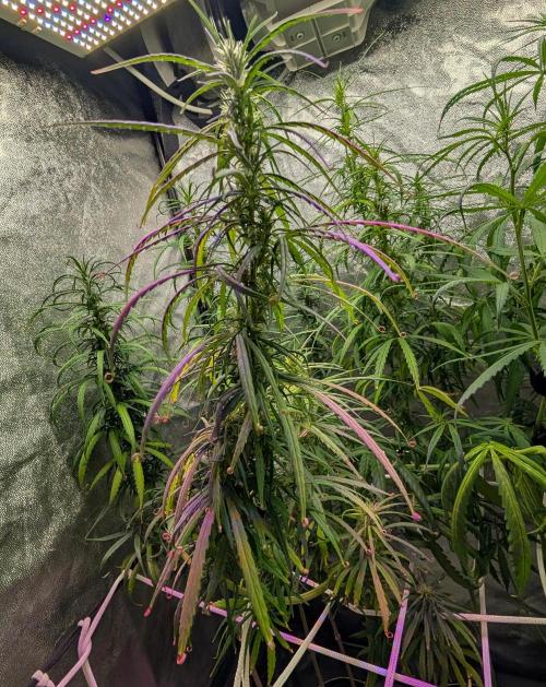 Mekhong (experimental grow). Week 11