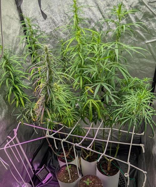 Mekhong (experimental grow). Week 11