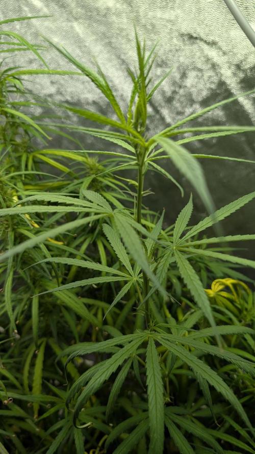 Mekhong (experimental grow). Week 13
