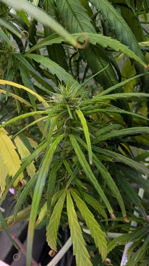 Mekhong (experimental grow). Week 13