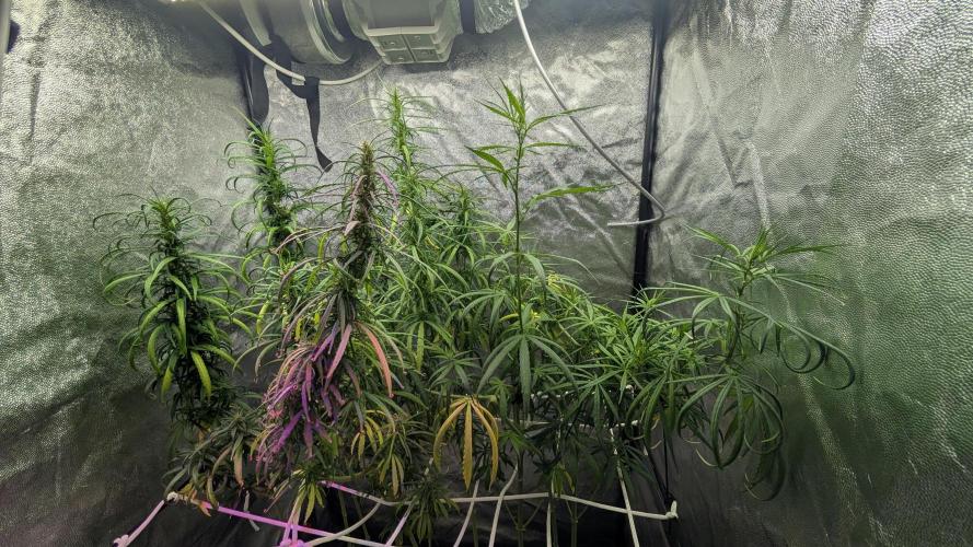 Mekhong (experimental grow). Week 13