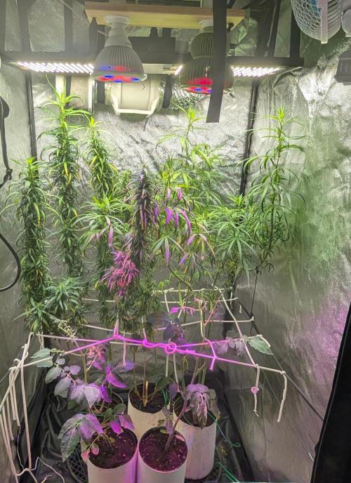 Mekhong (experimental grow). Week 16