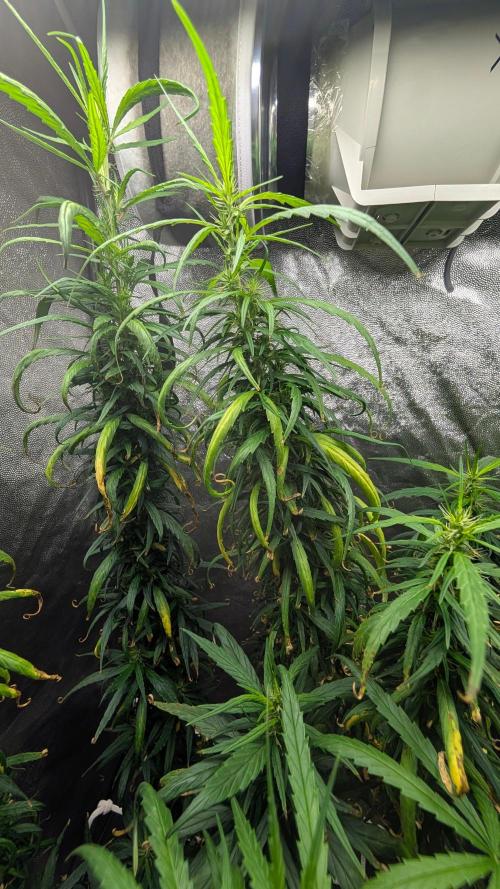 Mekhong (experimental grow). Week 16