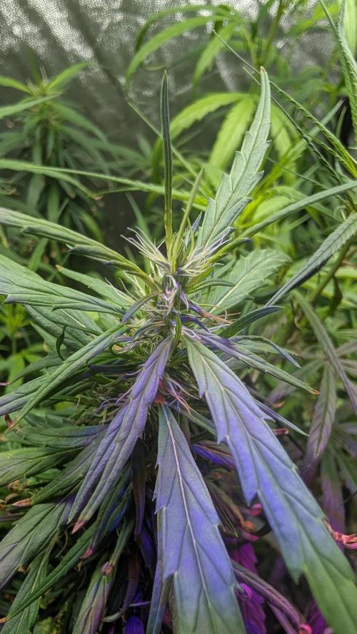Mekhong (experimental grow). Week 16 - Small signs of thricomes