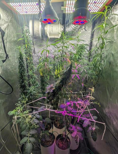 Mekhong (experimental grow). Week 17
