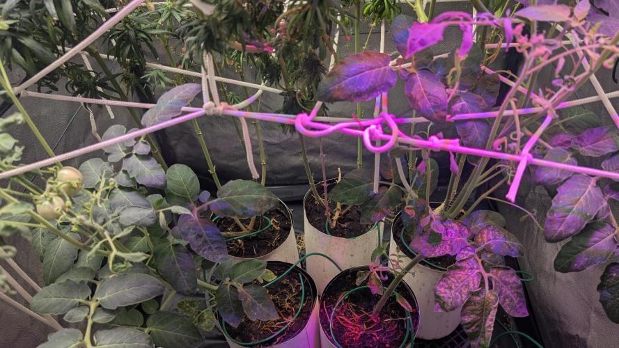 Mekhong (experimental grow). Week 17