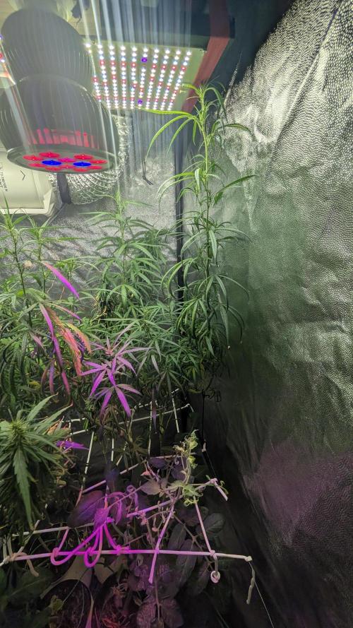 Mekhong (experimental grow). Week 17