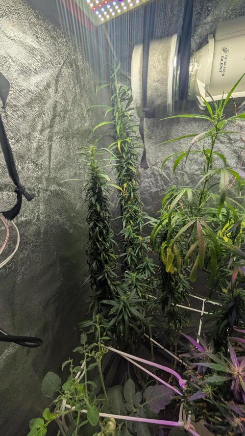 Mekhong (experimental grow). Week 17