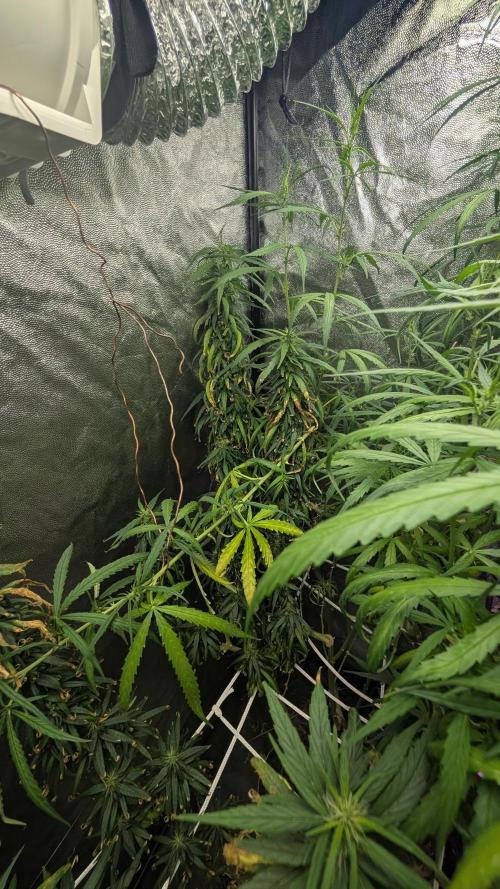 Mekhong (experimental grow). Week 17