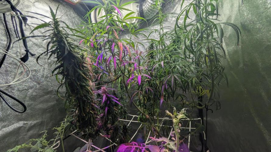 Mekhong (experimental grow). Week 17