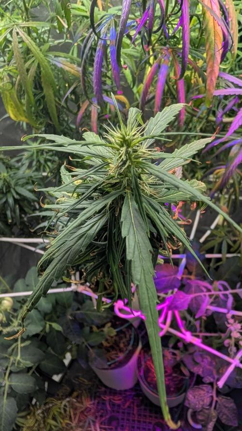 Mekhong (experimental grow). Week 17