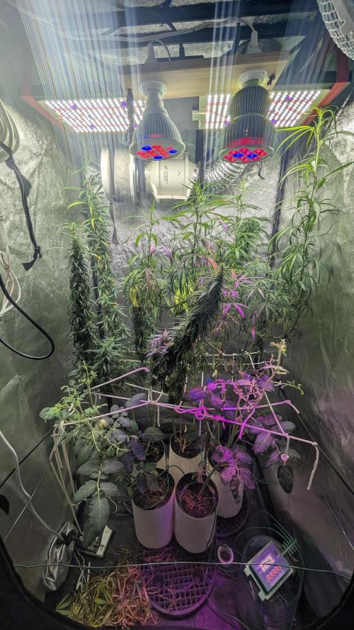 QB288 240W LM301H Epistar 660nm. Week 17