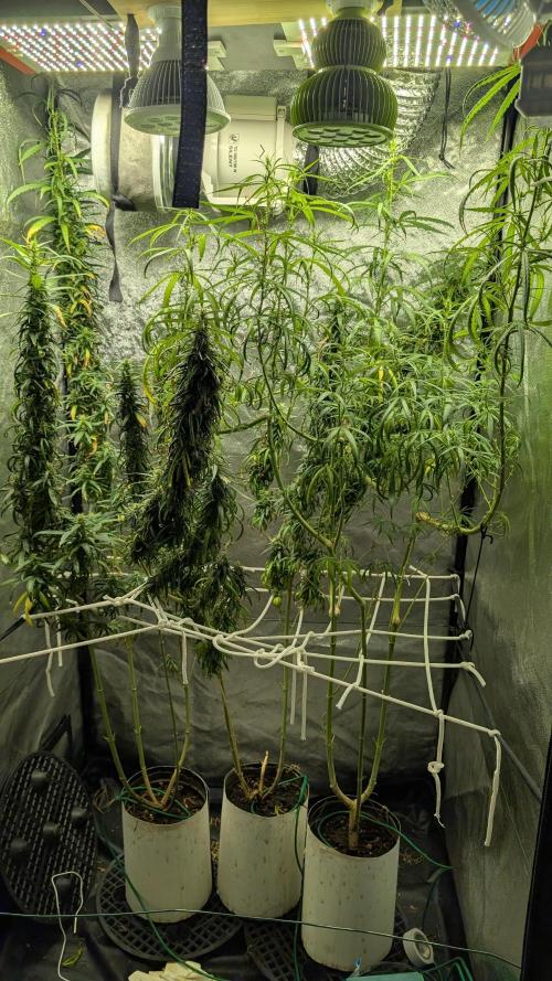 Mekhong (experimental grow). Week 18