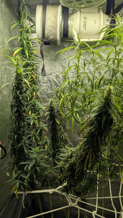 Mekhong (experimental grow). Week 18