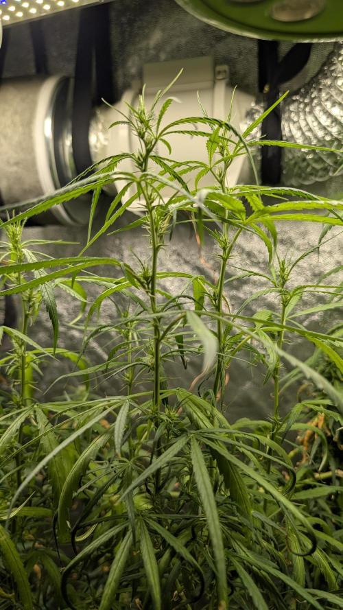 Mekhong (experimental grow). Week 18