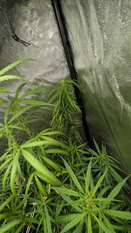 Mekhong (experimental grow). Week 18