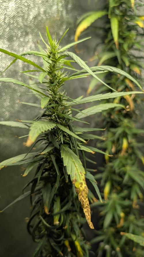 Mekhong (experimental grow). Week 18