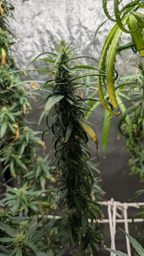 Mekhong (experimental grow). Week 18