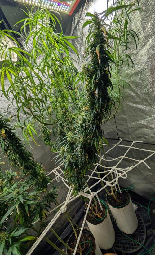Mekhong (experimental grow). Week 19