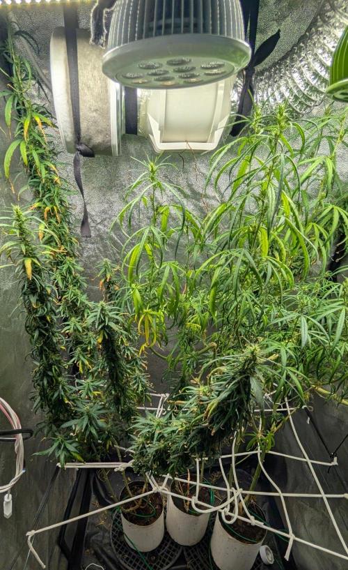 Mekhong (experimental grow). Week 19