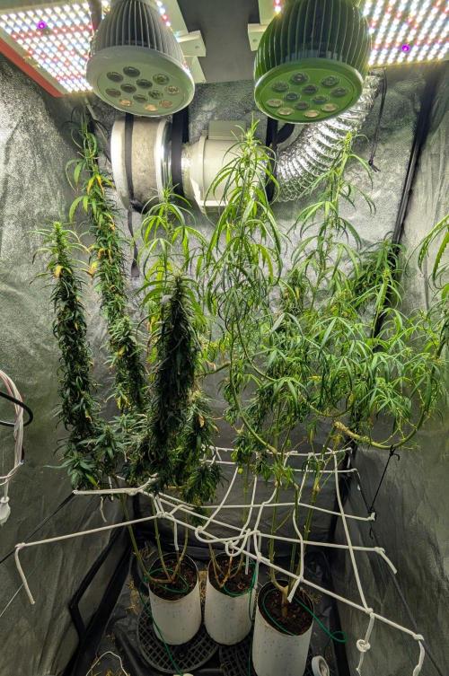Mekhong (experimental grow). Week 19