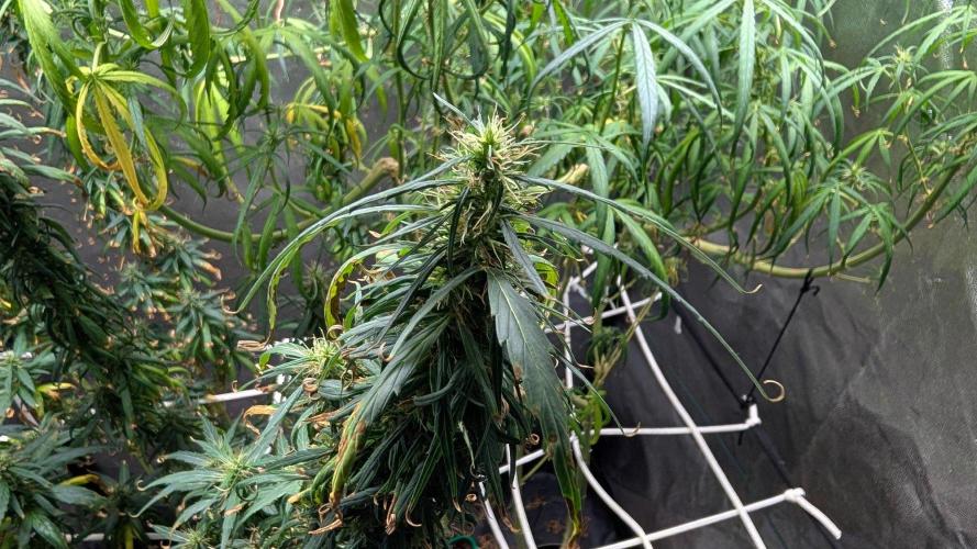 Mekhong (experimental grow). Week 19