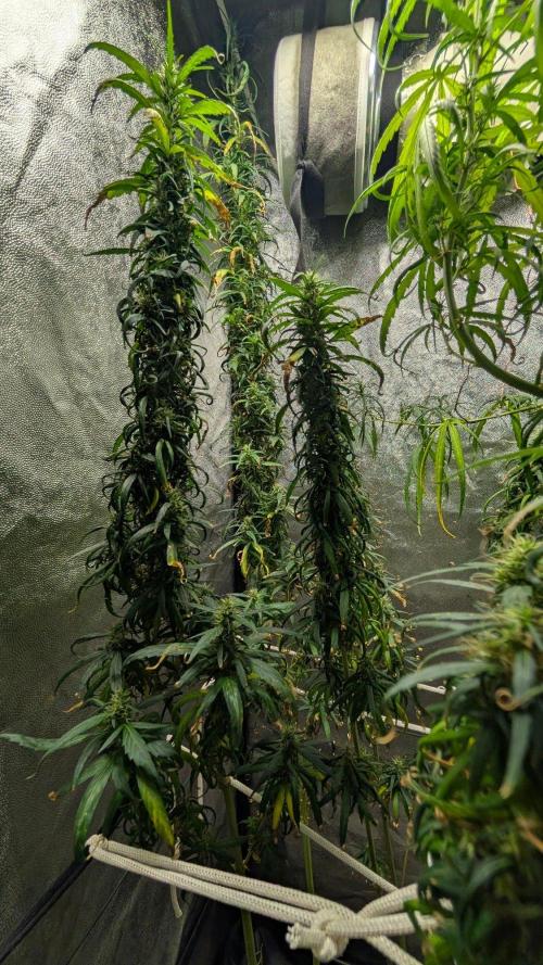Mekhong (experimental grow). Week 19