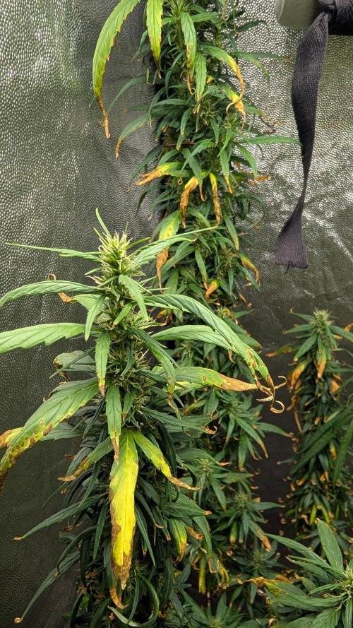 Mekhong (experimental grow). Week 19