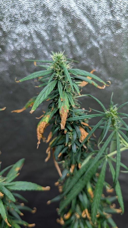 Mekhong (experimental grow). Week 19