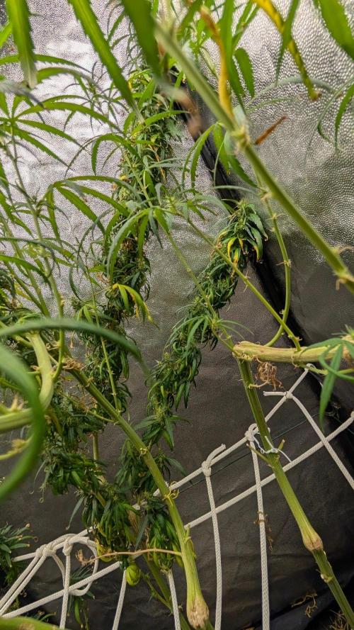 Mekhong (experimental grow). Week 20