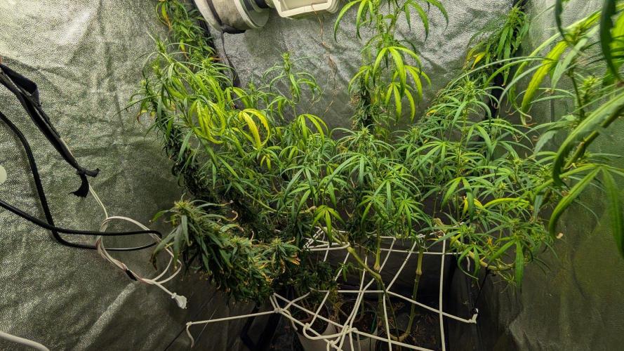 Mekhong (experimental grow). Week 20
