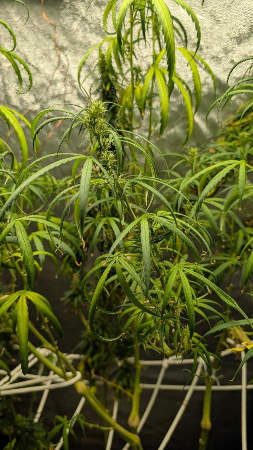 Mekhong (experimental grow). Week 20