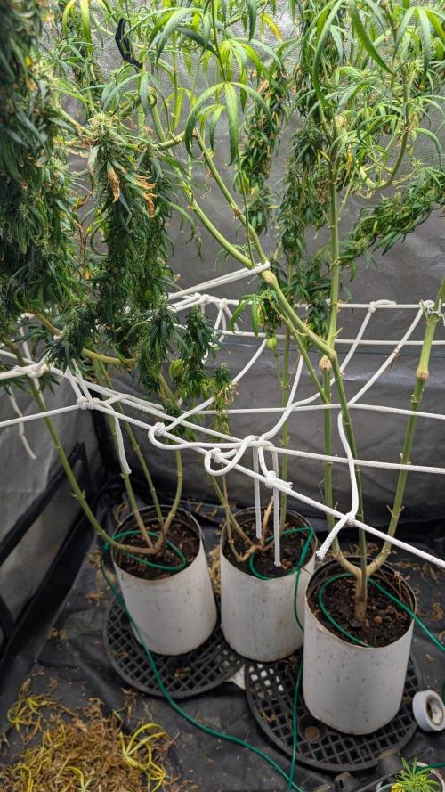 Mekhong (experimental grow). Week 20