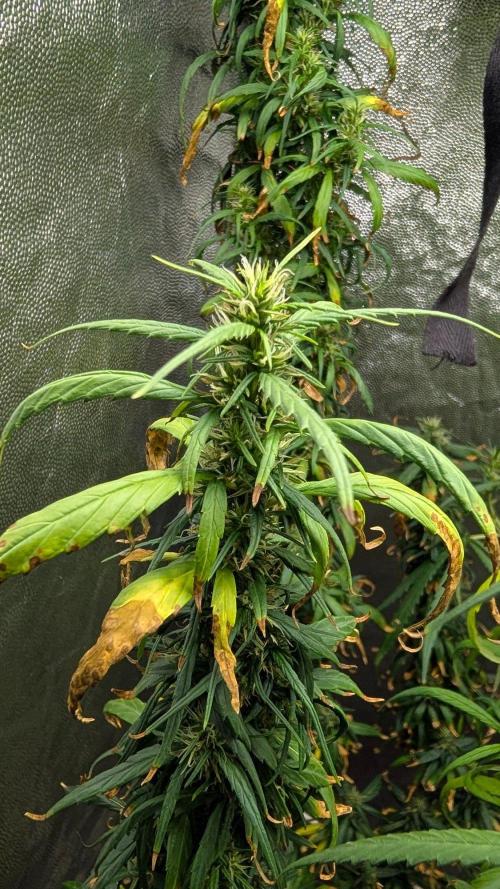 Mekhong (experimental grow). Week 20