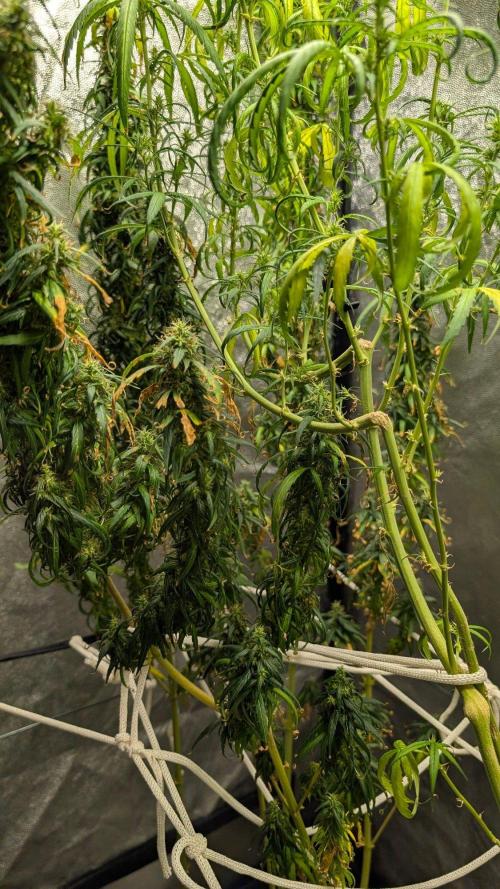 Mekhong (experimental grow). Week 21