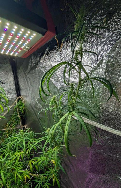 Mekhong (experimental grow). Week 21