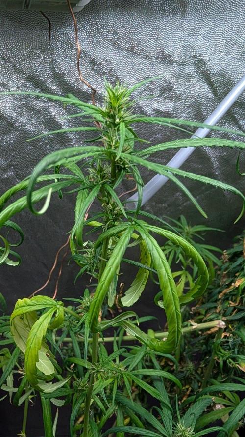 Mekhong (experimental grow). Week 21