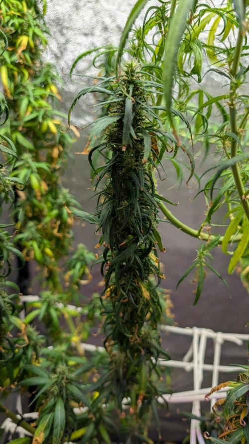 Mekhong (experimental grow). Week 21