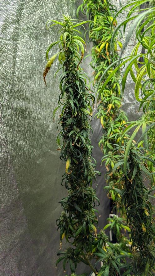 Mekhong (experimental grow). Week 21