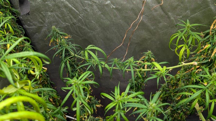 Mekhong (experimental grow). Week 21