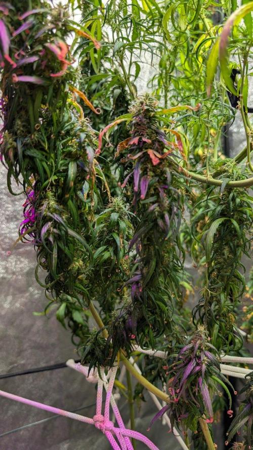 Mekhong (experimental grow). Week 21