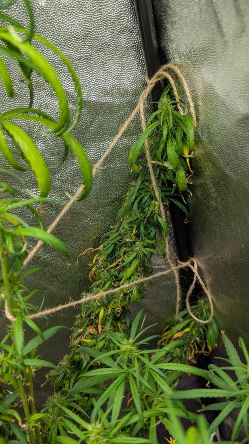 Mekhong (experimental grow). Week 21
