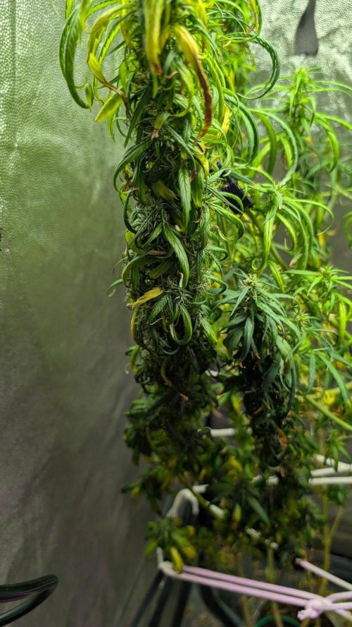 Mekhong (experimental grow). Week 22