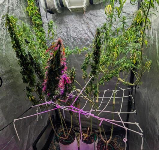 Mekhong (experimental grow). Week 22