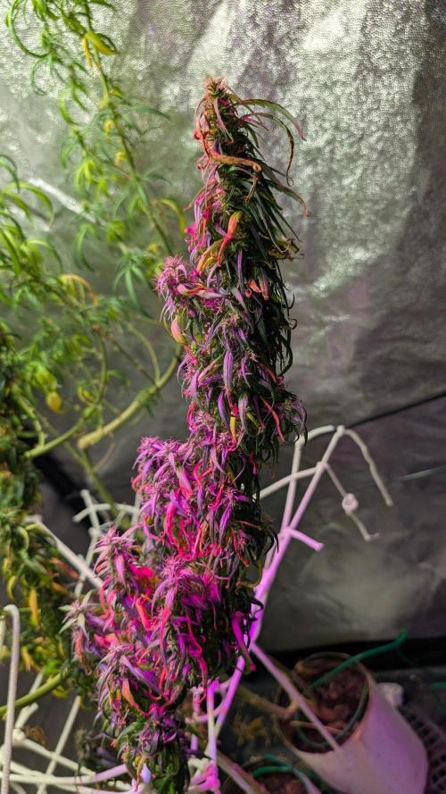 Mekhong (experimental grow). Week 22