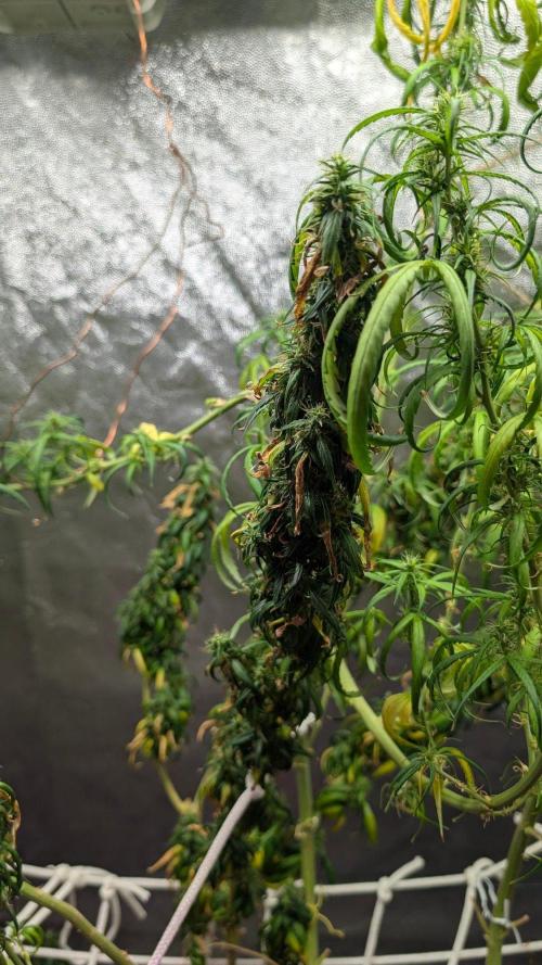 Mekhong (experimental grow). Week 22