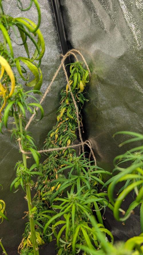 Mekhong (experimental grow). Week 22