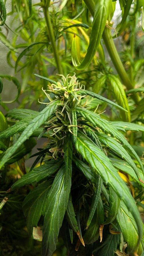 Mekhong (experimental grow). Week 22