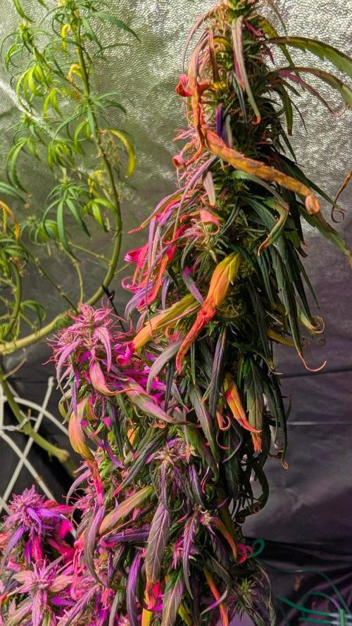 Mekhong (experimental grow). Week 22